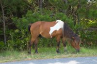 Horses of Assateague Island, Photo by Damian Catanza