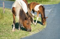 Horses of Assateague Island, Photo by Damian Catanza