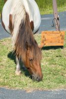 Horses of Assateague Island, Photo by Damian Catanza