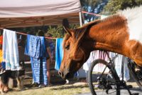 Horses of Assateague Island, Photo by Damian Catanza