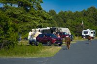 Horses of Assateague Island, Photo by Damian Catanza