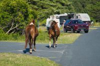 Horses of Assateague Island, Photo by Damian Catanza