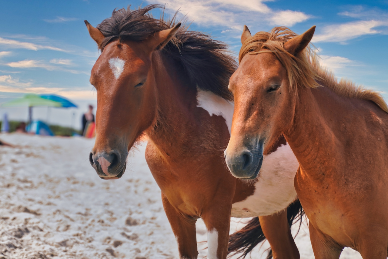 Horses of Assateague Island, Photo by Damian Catanza