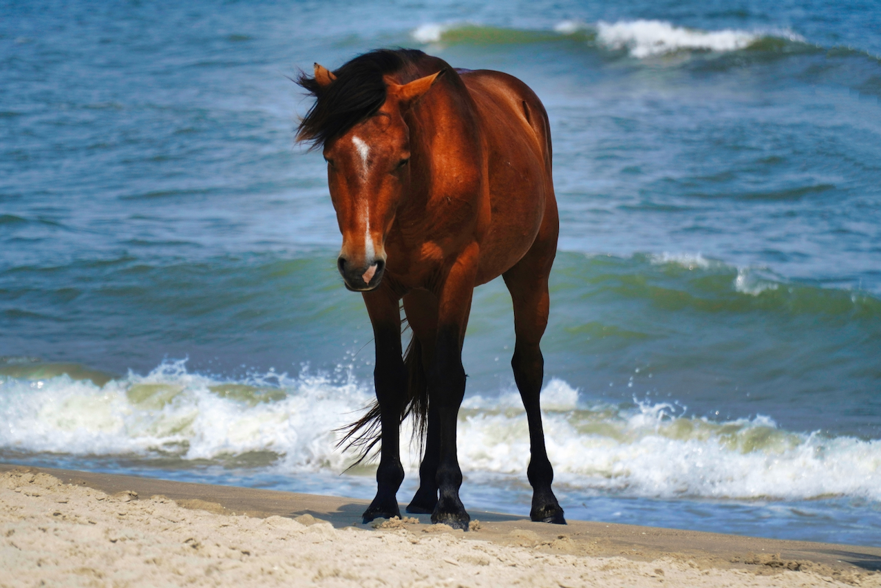 Horses of Assateague Island, Photo by Damian Catanza