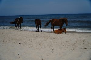 Horses of Assateague Island, Photo by Damian Catanza
