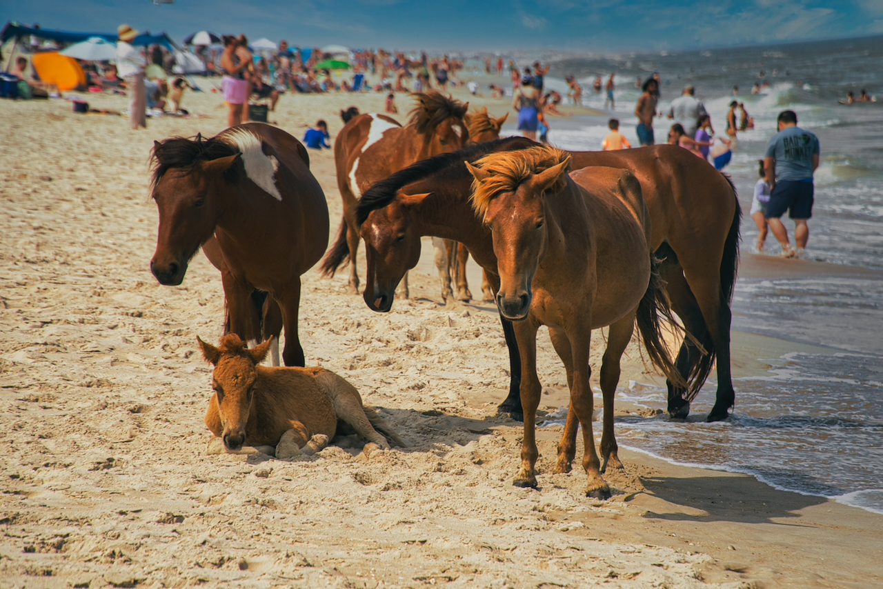 Horses of Assateague Island, Photo by Damian Catanza
