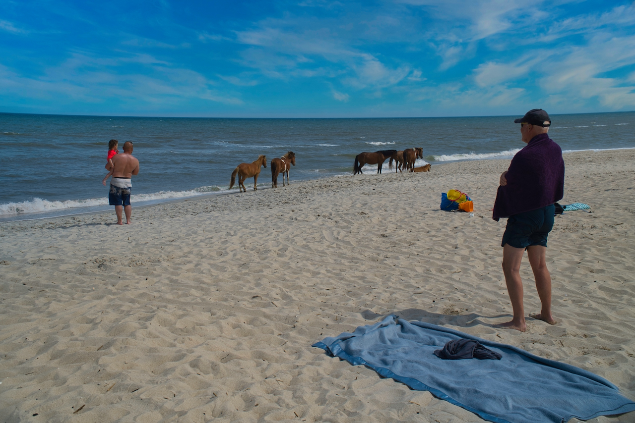 Horses of Assateague Island, Photo by Damian Catanza